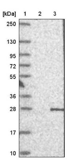 Western Blot: PERP Antibody [NBP1-85173] - Lane 1: Marker [kDa] 250, 130, 95, 72, 55, 36, 28, 17, 10<br/>Lane 2: Negative control (vector only transfected HEK293T lysate)<br/>Lane 3: Over-expression lysate (Co-expressed with a C-terminal myc-DDK tag (~3.1 kDa) in mammalian HEK293T cells, LY411759)