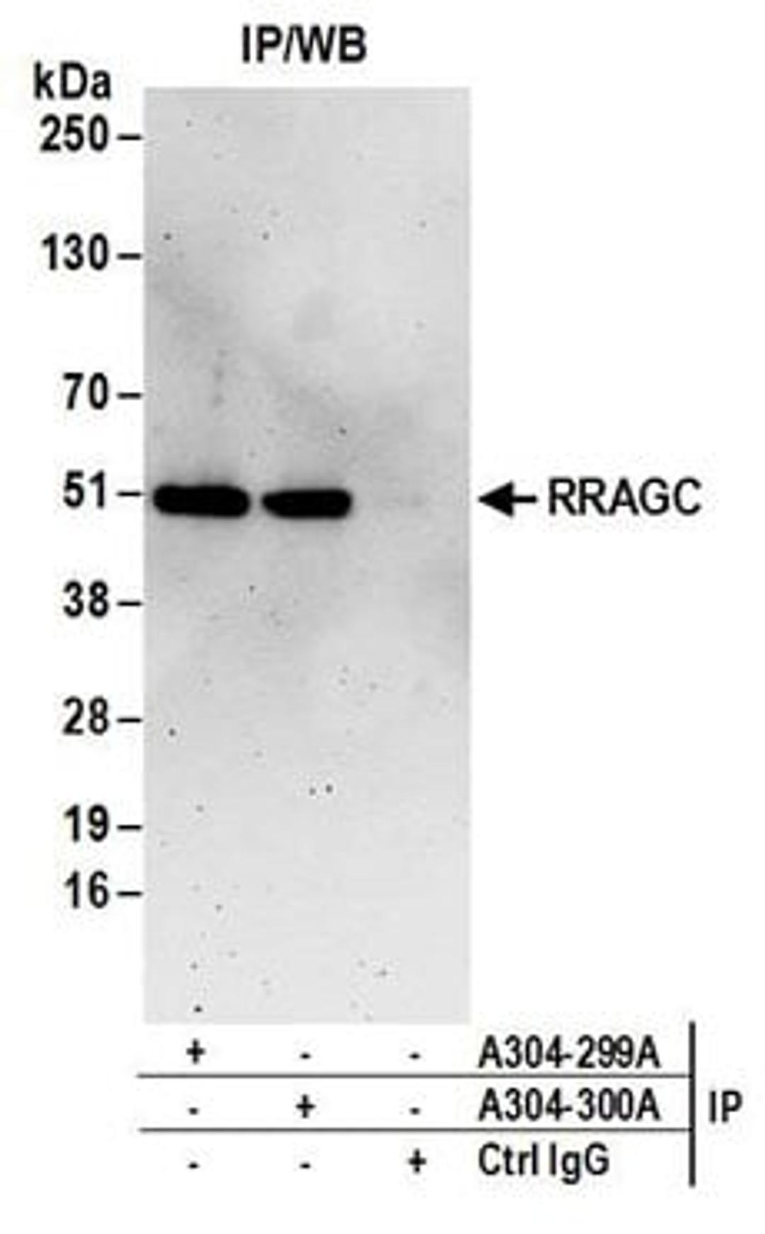 Detection of human RRAGC/RagC by western blot of immunoprecipitates.