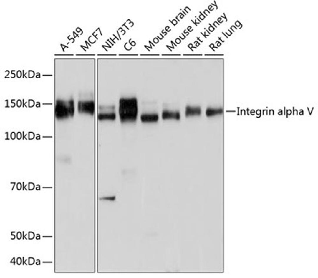 Western blot - Integrin alpha V antibody (A19071)