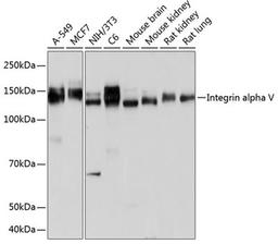 Western blot - Integrin alpha V antibody (A19071)