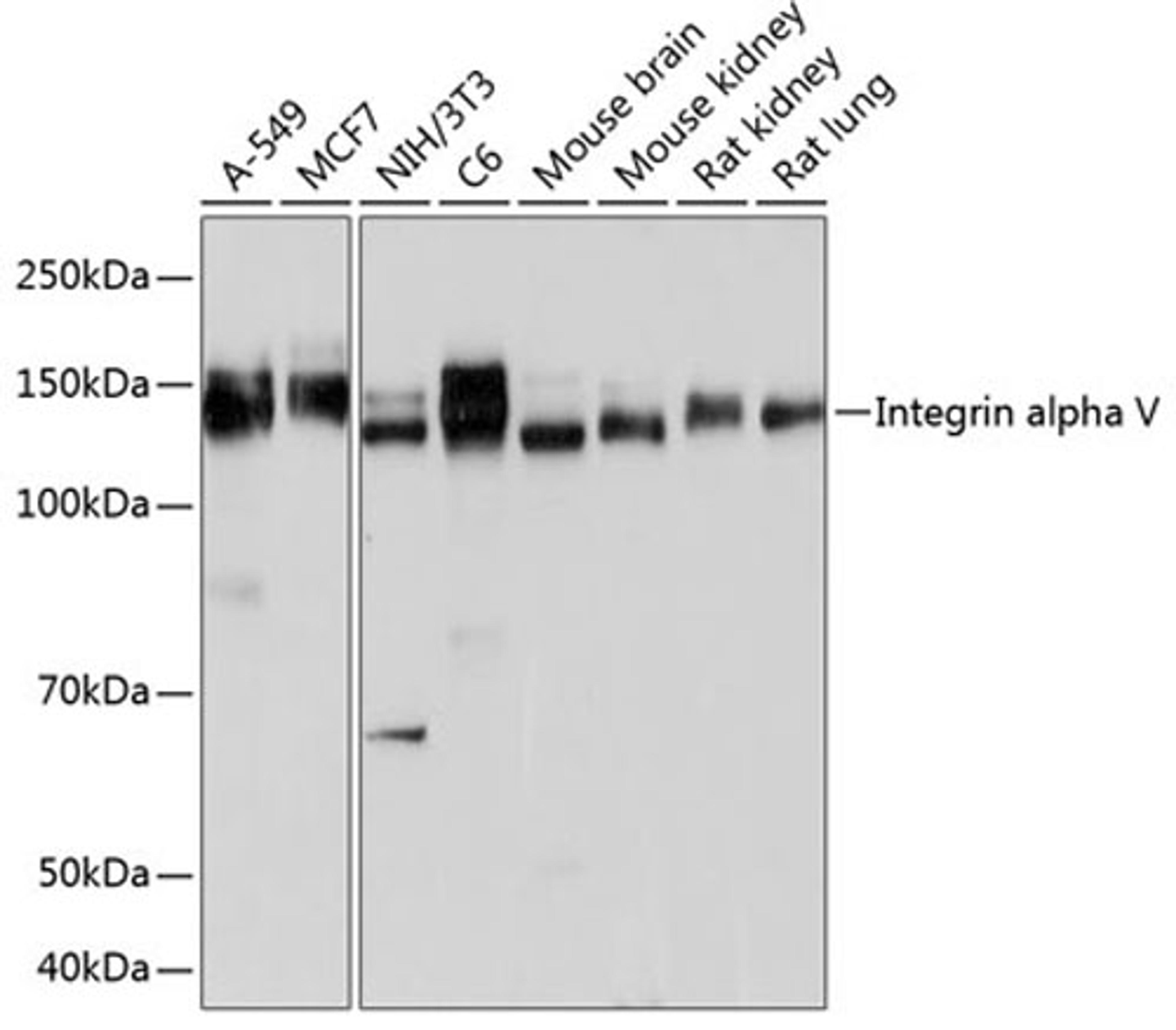 Western blot - Integrin alpha V antibody (A19071)