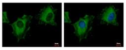 Immunocytochemistry/Immunofluorescence: PITPNM3 Antibody [NBP1-31070] - Sample: HeLa cells were fixed in -20C 100% MeOH for 5 min. Green: PITPNM3 protein stained by NIR1 antibody, C-term diluted at 1:500. Blue: Hoechst 33343 staining.