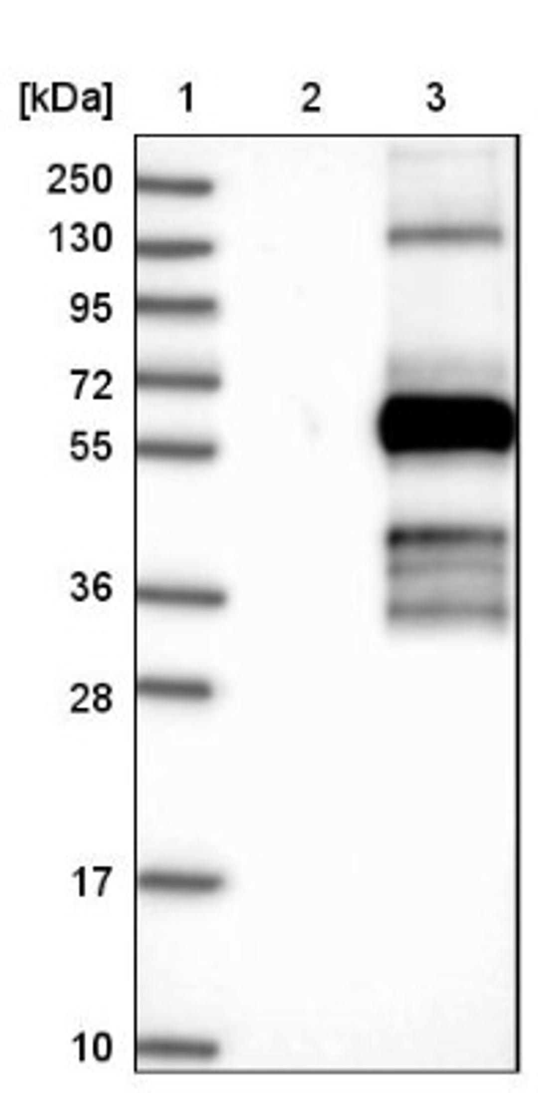 Western Blot: OPAL1 Antibody [NBP1-93988] - Lane 1: Marker [kDa] 250, 130, 95, 72, 55, 36, 28, 17, 10<br/>Lane 2: Negative control (vector only transfected HEK293T lysate)<br/>Lane 3: Over-expression lysate (Co-expressed with a C-terminal myc-DDK tag (~3.1 kDa) in mammalian HEK293T cells, LY413559)