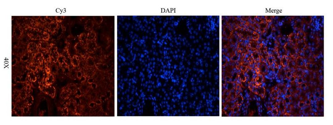 Immunofluorescence image of mouse kidney tissue using anti-CD146 (dilution at 2.5 ug/ml)