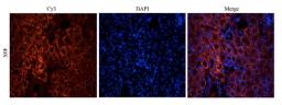 Immunofluorescence image of mouse kidney tissue using anti-CD146 (dilution at 2.5 ug/ml)