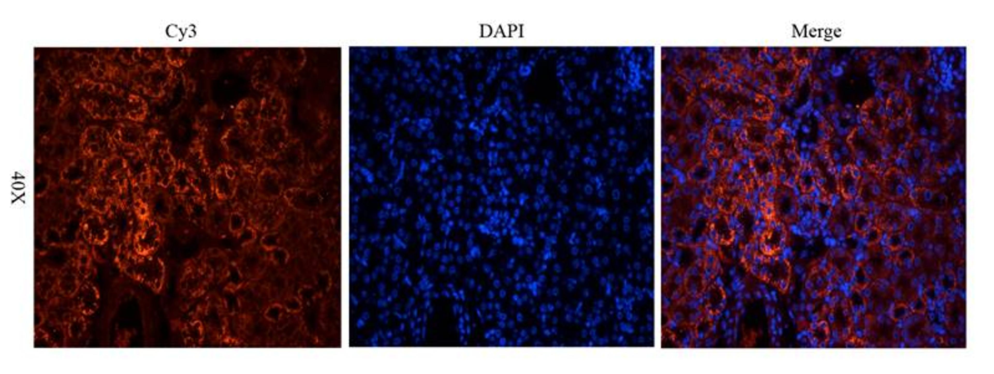 Immunofluorescence image of mouse kidney tissue using anti-CD146 (dilution at 2.5 ug/ml)