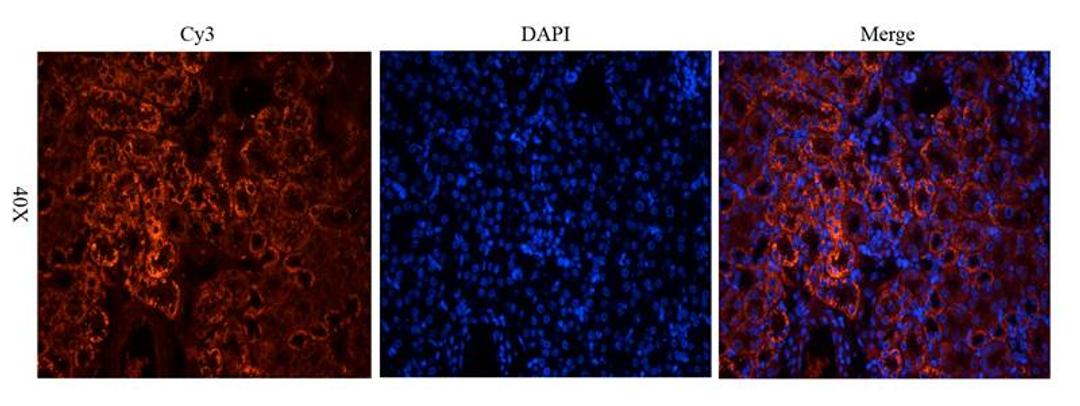 Immunofluorescence image of mouse kidney tissue using anti-CD146 (dilution at 2.5 ug/ml)