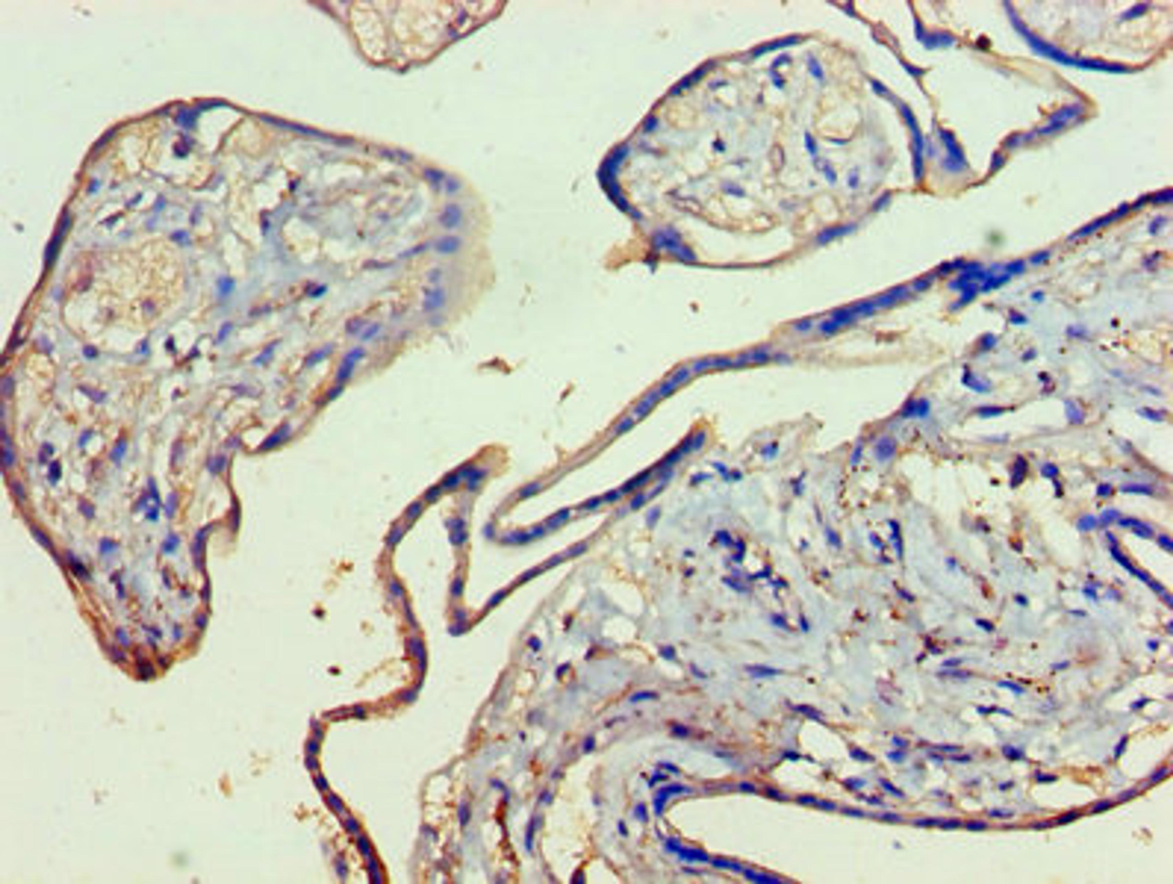 Immunohistochemistry of paraffin-embedded human placenta tissue using CSB-PA012475LA01HU at dilution of 1:100