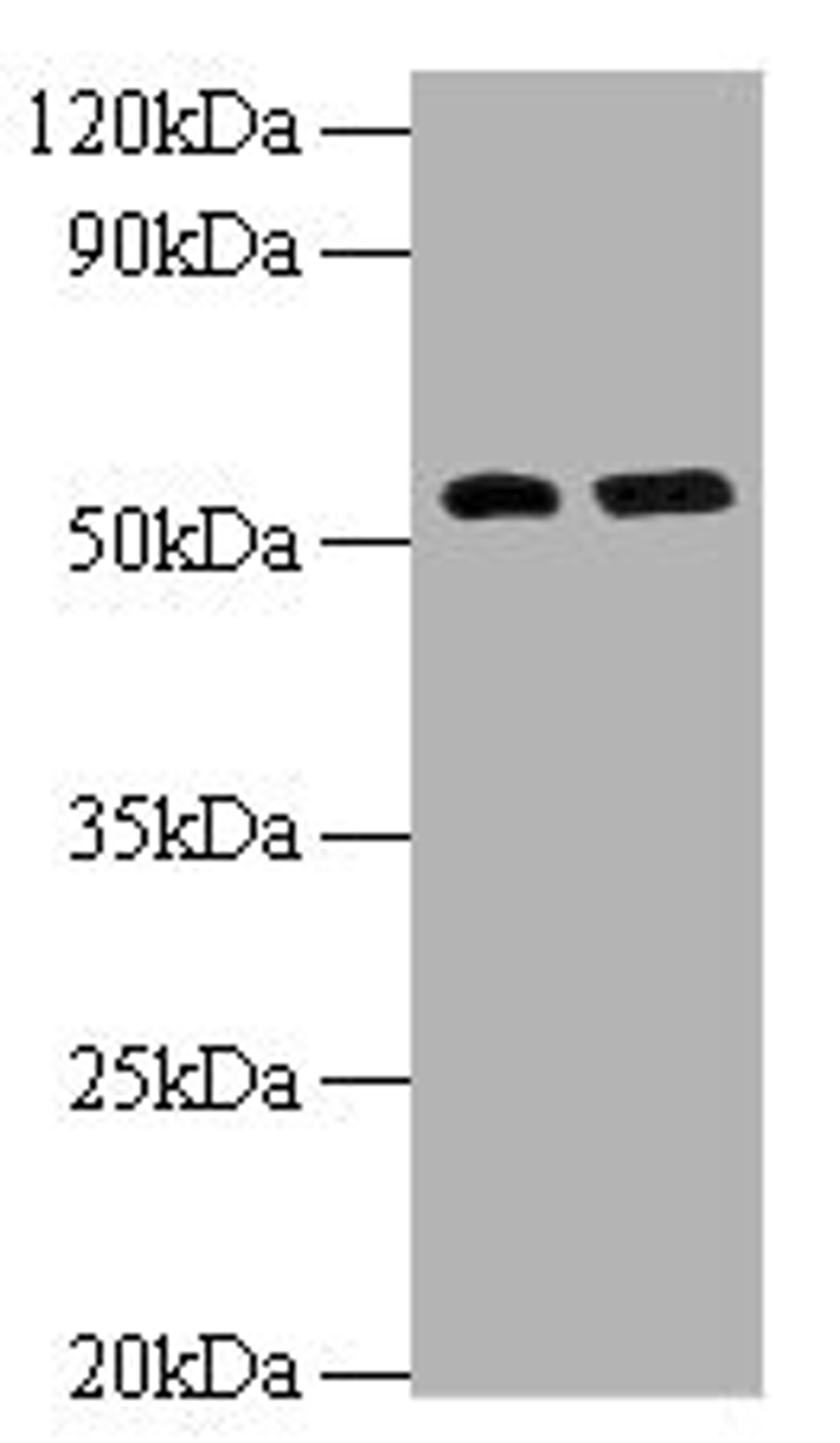 Western blot. All lanes: MMP12 antibody at 2µg/ml. Lane 1: Hela whole cell lysate. Lane 2: NIH/3T3 whole cell lysate. Secondary. Goat polyclonal to rabbit IgG at 1/10000 dilution. Predicted band size: 55 kDa. Observed band size: 55 kDa