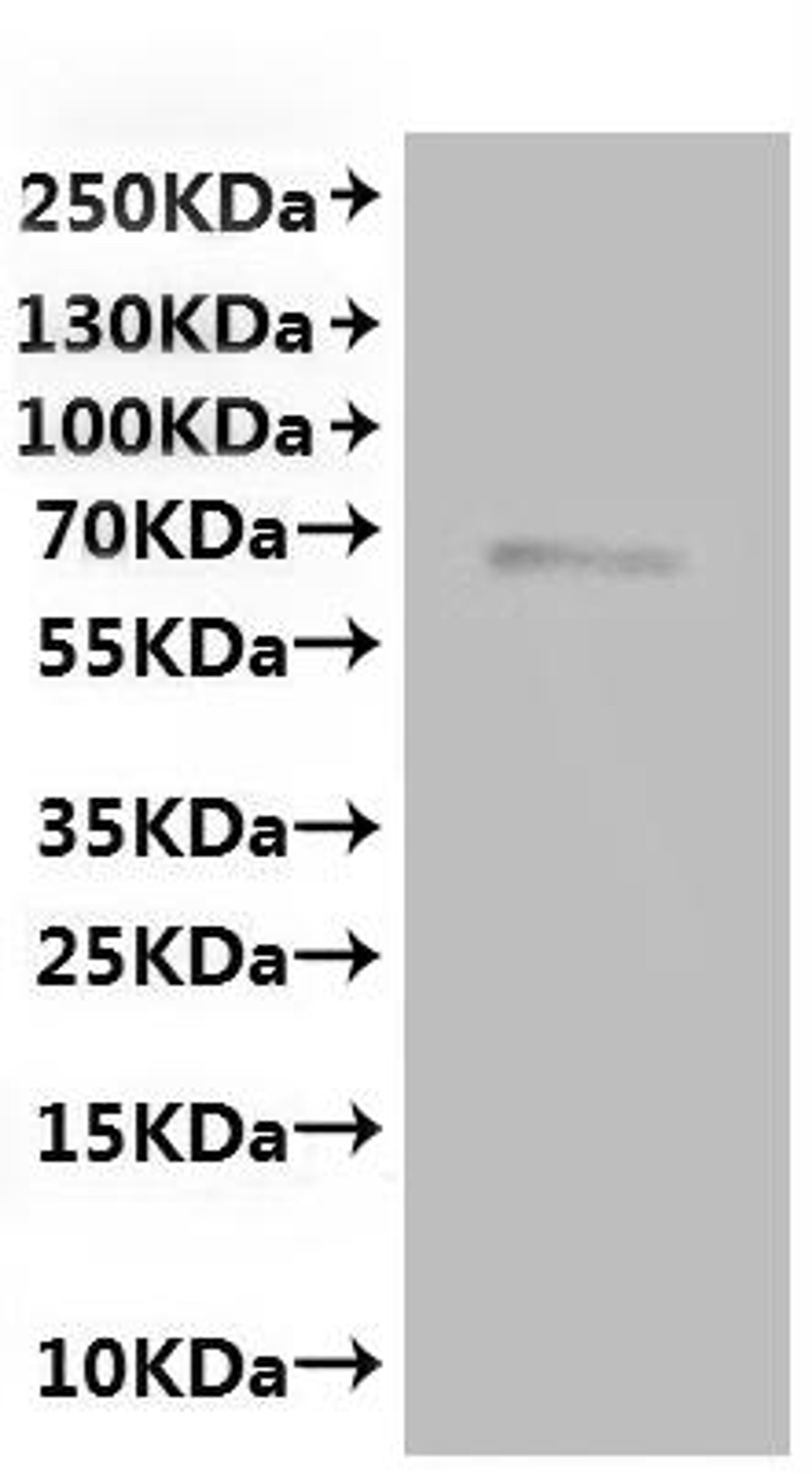 CSB-MP852782MO is detected by Mouse anti-6*His monoclonal antibody.