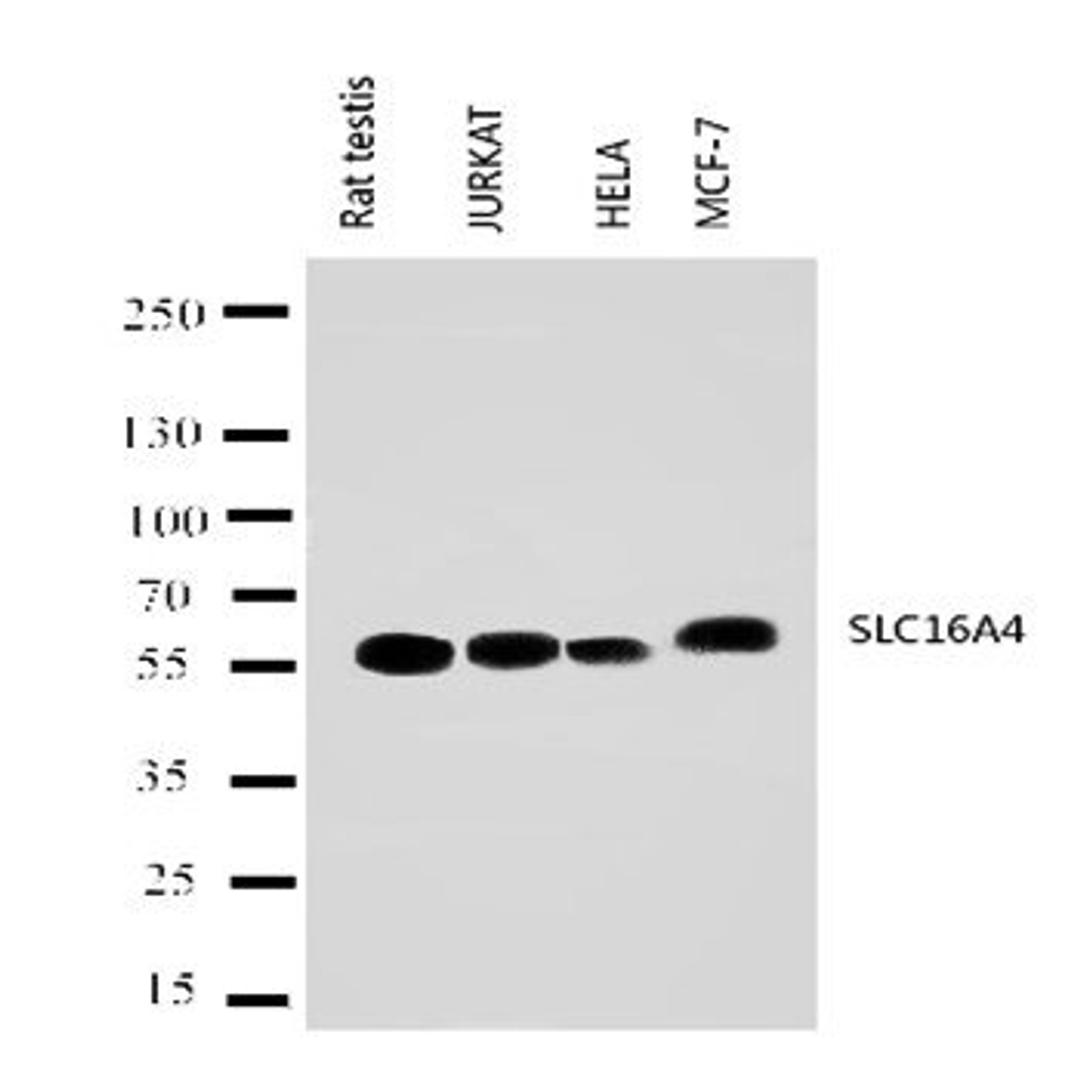 Western blot analysis of Lane 1: Rat Testis Tissue Lysate, Lane 2: JURKAT Cell Lysate, Lane 3: HELA Cell Lysate, Lane 4: MCF-7 Cell Lysate using SLC16A4 antibody