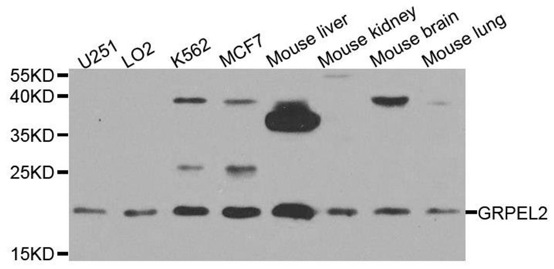 Western blot analysis of extracts of various cell lines using GRPEL2 antibody