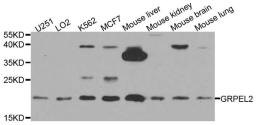 Western blot analysis of extracts of various cell lines using GRPEL2 antibody