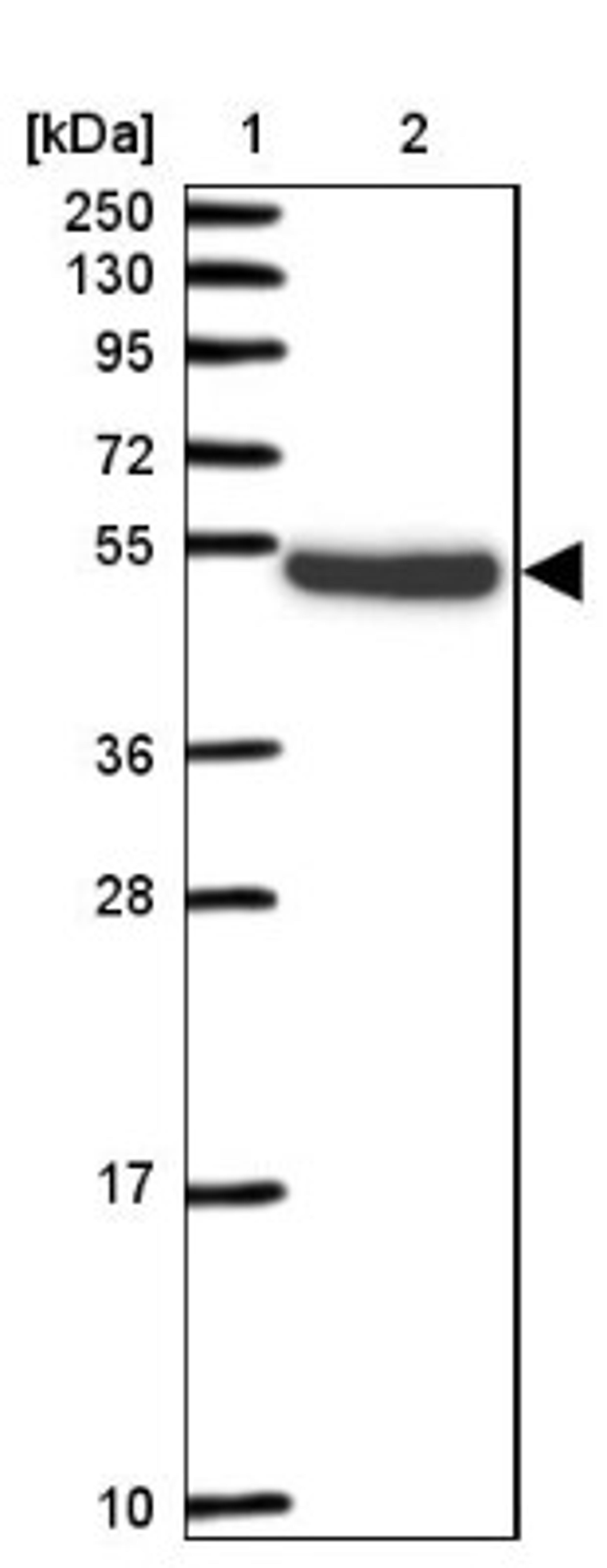 Western Blot: Pellino 2 Antibody [NBP2-33679] - Lane 1: Marker [kDa] 250, 130, 95, 72, 55, 36, 28, 17, 10<br/>Lane 2: Human cell line RT-4