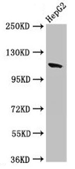 Western Blot. Positive WB detected in: HepG2 whole cell lysate. All lanes: CNTN6 antibody at 2.7µg/ml. Secondary. Goat polyclonal to rabbit IgG at 1/50000 dilution. Predicted band size: 114 kDa. Observed band size: 114 kDa