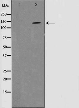 Western blot analysis of mouse brain cell lysate using PYK2 (Phospho-Tyr580) antibody