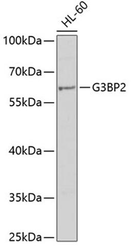 Western blot - G3BP2 antibody (A6026)