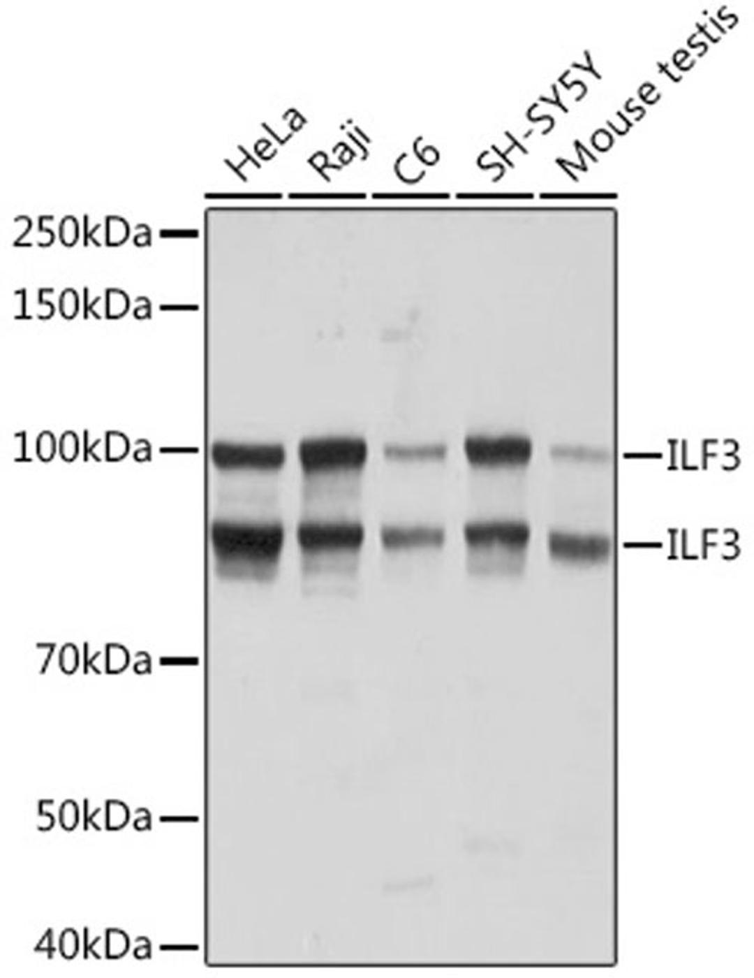 Western blot - ILF3 Rabbit mAb (A8186)