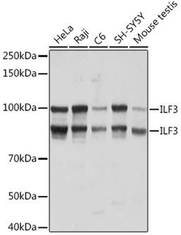 Western blot - ILF3 Rabbit mAb (A8186)