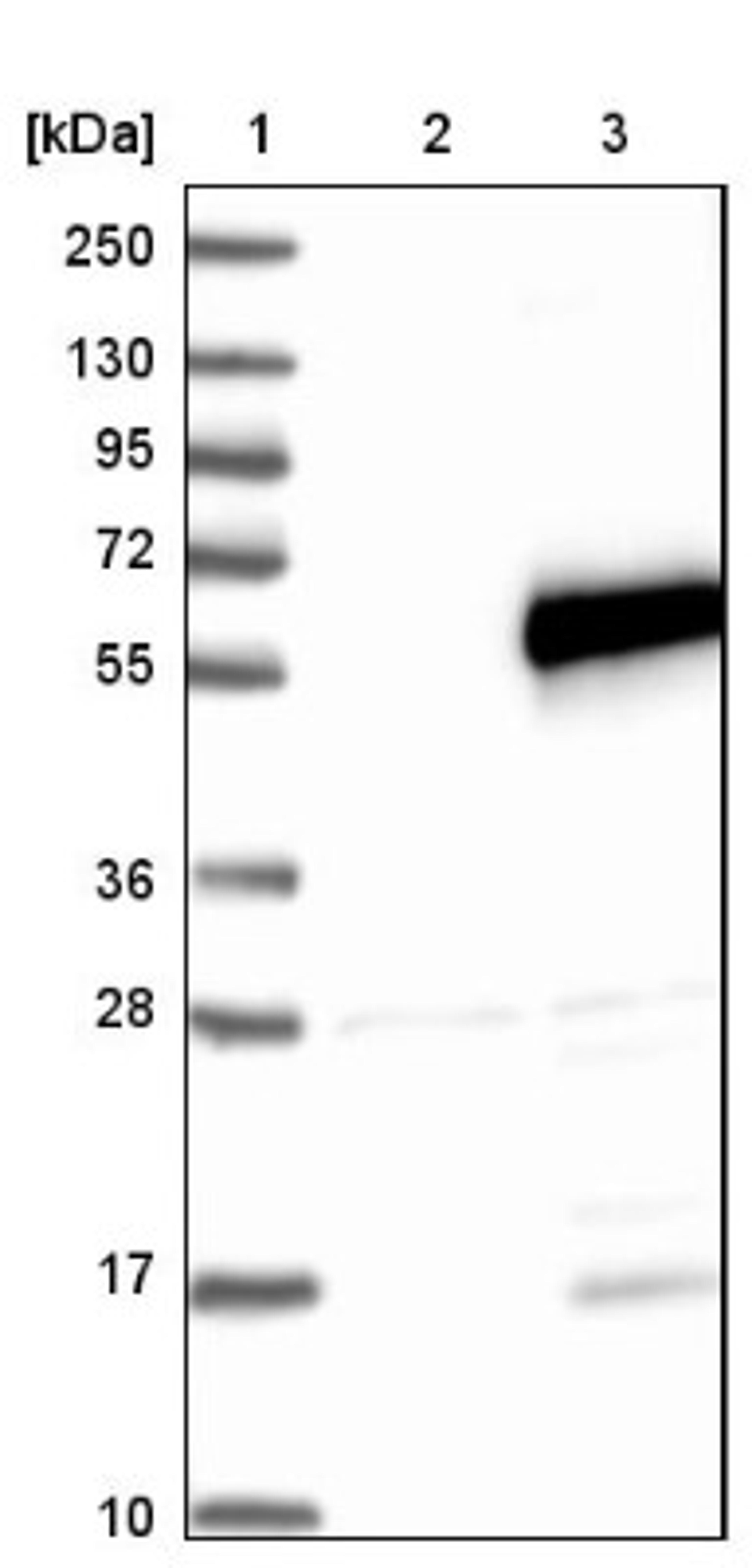 Western Blot: SPATA2L Antibody [NBP2-47265] - Lane 1: Marker [kDa] 250, 130, 95, 72, 55, 36, 28, 17, 10.  Lane 2: Negative control (vector only transfected HEK293T lysate).  Lane 3: Over-expression lysate (Co-expressed with a C-terminal myc-DDK tag (3.1 kDa) in mammalian HEK293T cells).