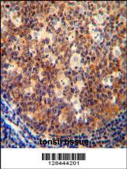 IL12B antibody immunohistochemistry analysis in formalin fixed and paraffin embedded human tonsil tissue followed by peroxidase conjugation of the secondary antibody and DAB staining.