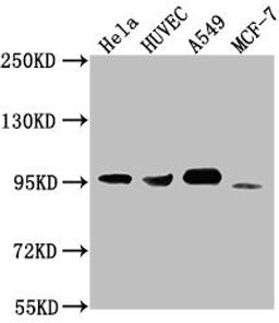 Western Blot. Positive WB detected in: Hela whole cell lysate, HUVEC whole cell lysate, A549 whole cell lysate, MCF-7 whole cell lysate. All lanes: CD44 antibody at 1:1500. Secondary. Goat polyclonal to Mouse IgG at 1/10000 dilution. Predicted band size: 82, 4, 78, 77, 81, 79, 75, 54,47, 40, 44, 33, 74, 76, 38, 16 kDa. Observed band size: 95 kDa.