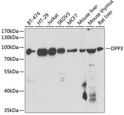 Western blot - DPP3 antibody (A7054)