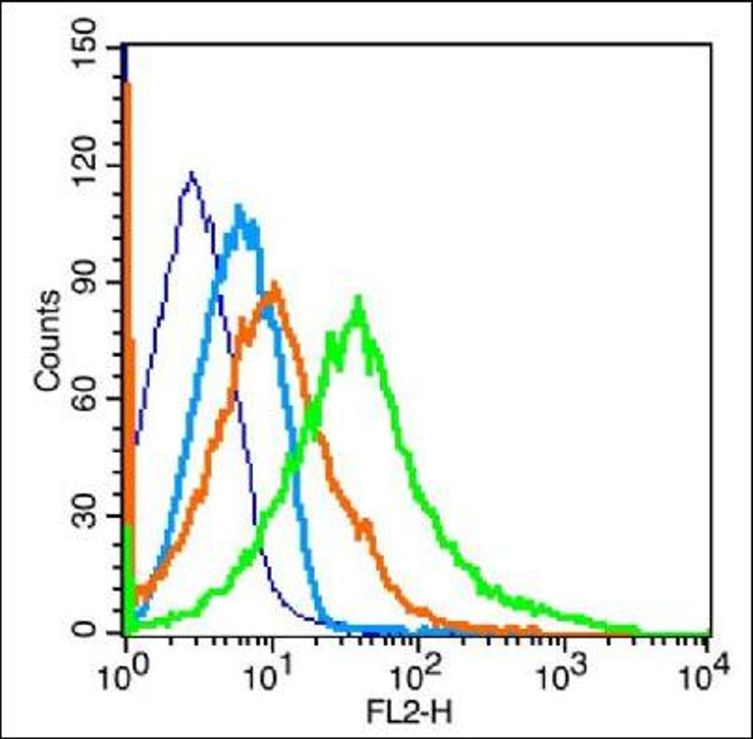 Flow cytometric analysis of spleen cell using RUNX2 antibody.