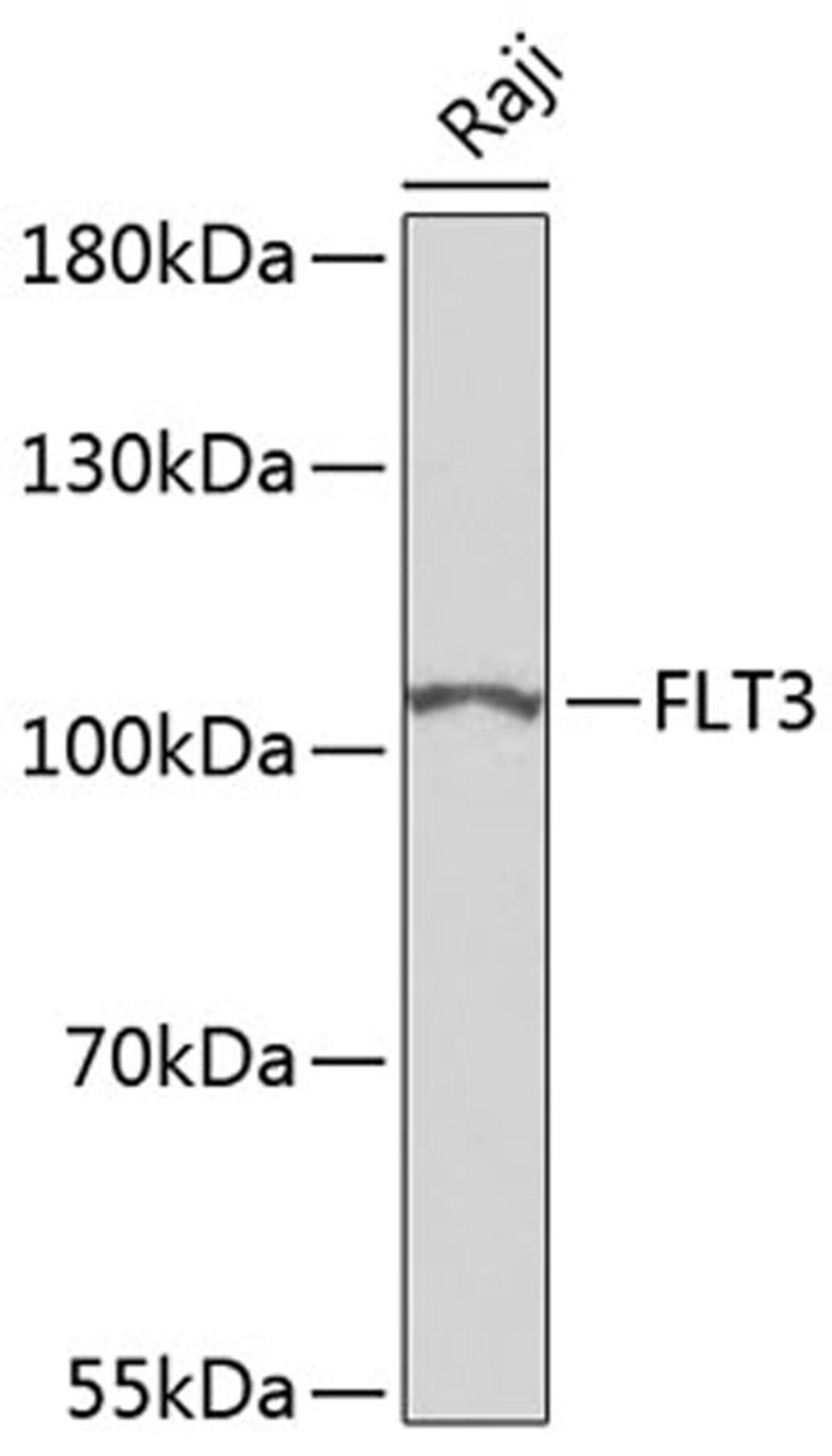 Western blot - FLT3 antibody (A7897)