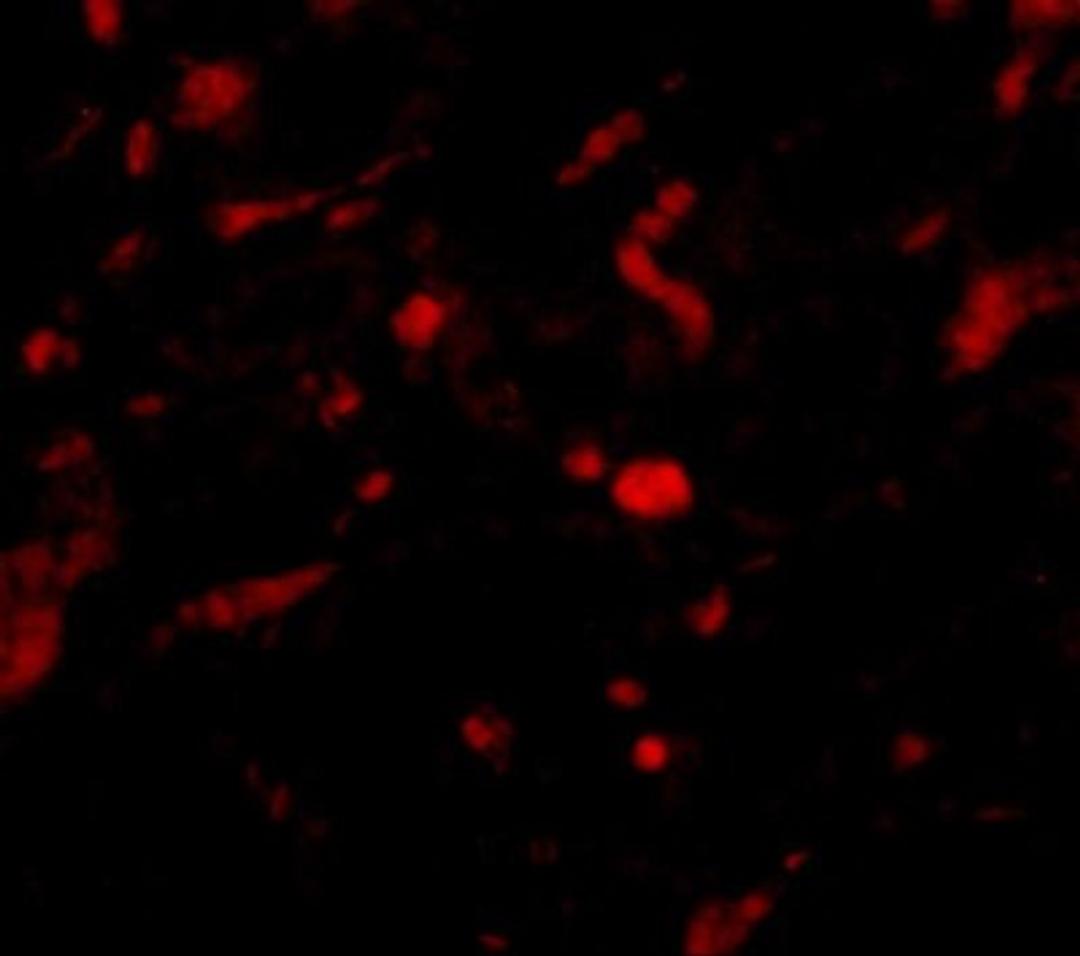 Immunocytochemistry/Immunofluorescence: Neudesin Antibody [NBP1-77331] - Immunofluorescence of NENF in rat kidney tissue with NENF antibody at 20 ug/mL.