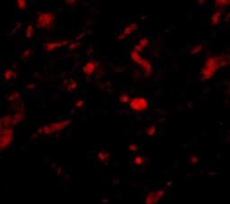 Immunocytochemistry/Immunofluorescence: Neudesin Antibody [NBP1-77331] - Immunofluorescence of NENF in rat kidney tissue with NENF antibody at 20 ug/mL.