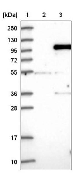 Western Blot: IFI16 Antibody [NBP1-83118] - Lane 1: Marker [kDa] 250, 130, 95, 72, 55, 36, 28, 17, 10<br/>Lane 2: Negative control (vector only transfected HEK293T lysate)<br/>Lane 3: Over-expression lysate (Co-expressed with a C-terminal myc-DDK tag (~3.1 kDa) in mammalian HEK293T cells, LY401699)