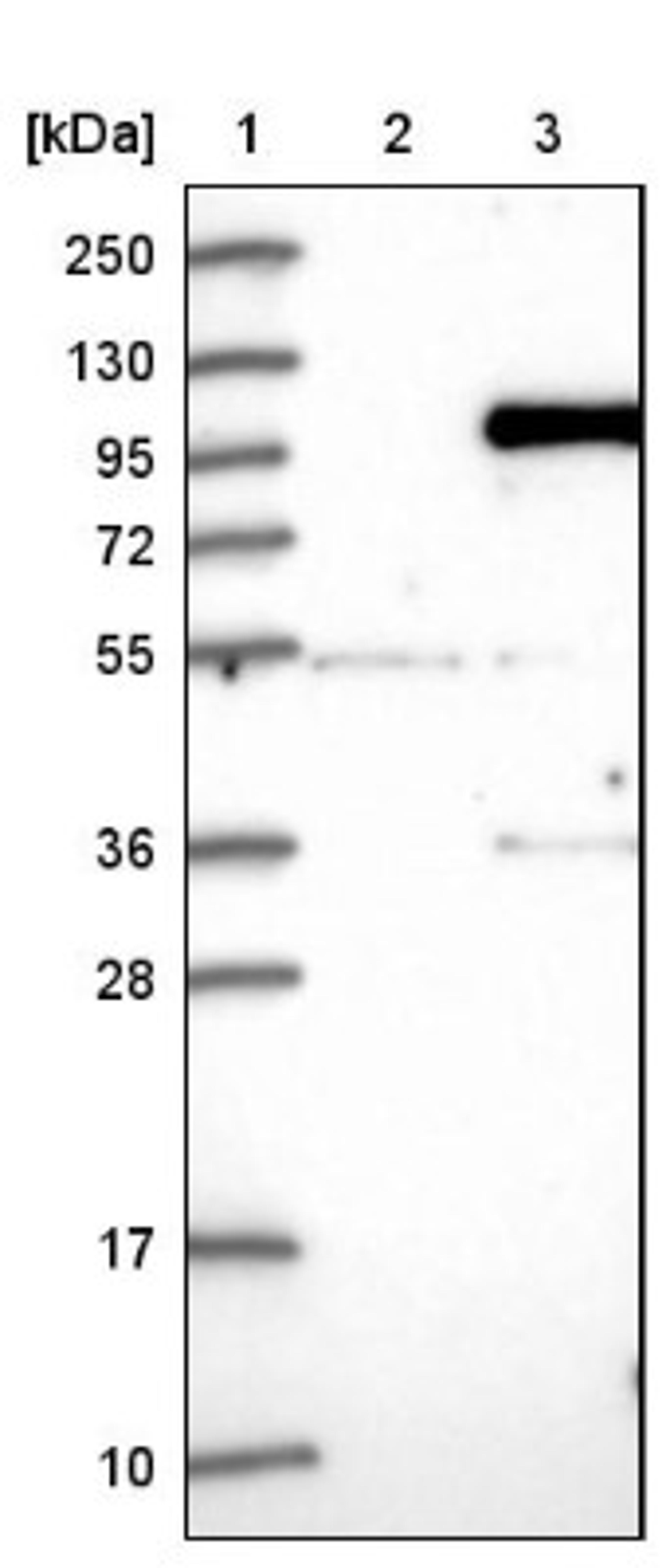 Western Blot: IFI16 Antibody [NBP1-83118] - Lane 1: Marker [kDa] 250, 130, 95, 72, 55, 36, 28, 17, 10<br/>Lane 2: Negative control (vector only transfected HEK293T lysate)<br/>Lane 3: Over-expression lysate (Co-expressed with a C-terminal myc-DDK tag (~3.1 kDa) in mammalian HEK293T cells, LY401699)