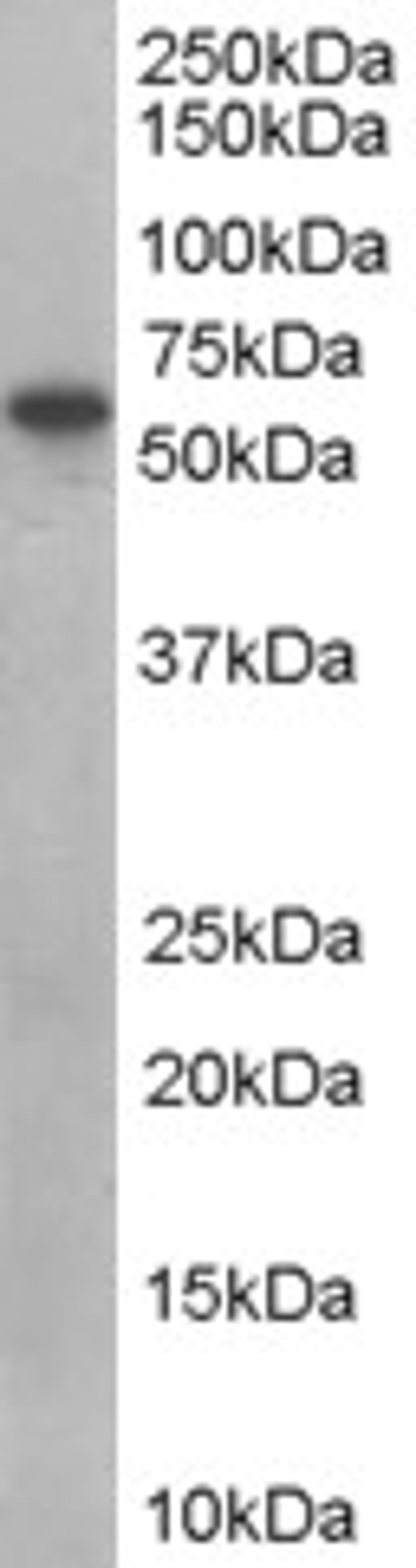 46-407 (0.1ug/ml) staining of human placenta lysate (35ug protein in RIPA buffer). Primary incubation was 1 hour. Detected by chemiluminescence.