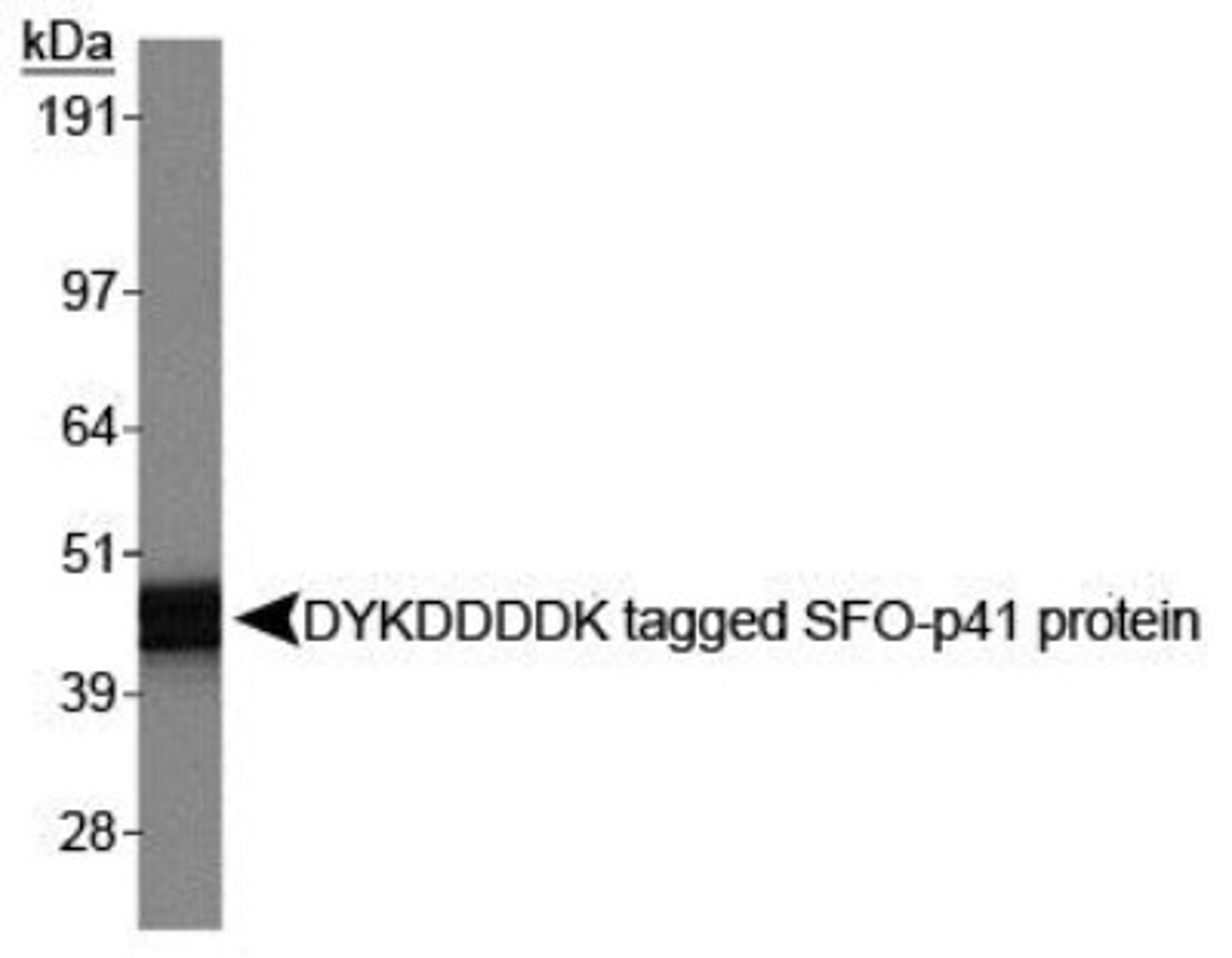 Western Blot: DYKDDDDK Epitope Tag Antibody (L5) [NBP1-06712] - Western Blot on DYKDDDDK tagged SFO-p41 protein.