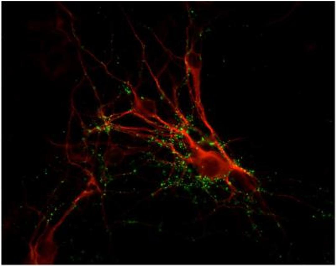 Immunocytochemistry/Immunofluorescence: Synapsin I Antibody [NB300-104] - ICC-IF validation analysis of Synapsin 1 Antibody on cultured rat caudate neurons. This representative image shows the punctate distribution of Synapsin 1 (green) and MAP (red) proteins in a neuronal cell.