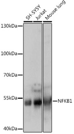 Western blot - NFKB1 antibody (A14754)