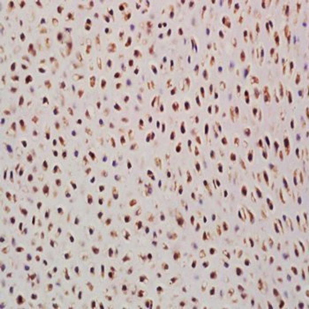 Immunohistochemical analysis of formalin-fixed paraffin embedded mouse embryo tissue using SCXA antibody