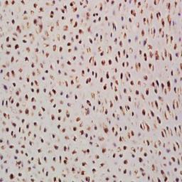 Immunohistochemical analysis of formalin-fixed paraffin embedded mouse embryo tissue using SCXA antibody