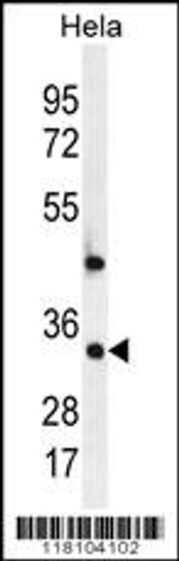 Western blot analysis in Hela cell line lysates (35ug/lane).