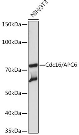 Western blot - Cdc16/APC6 Rabbit mAb (A3583)