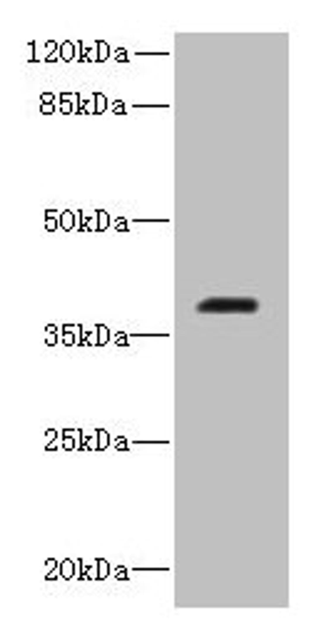 Western blot. All lanes: RIBC2 antibody at 0.8ug/ml + Caco-2 whole cell lysate. Secondary. Goat polyclonal to rabbit IgG at 1/10000 dilution. Predicted band size: 38 kDa. Observed band size: 38 kDa. 