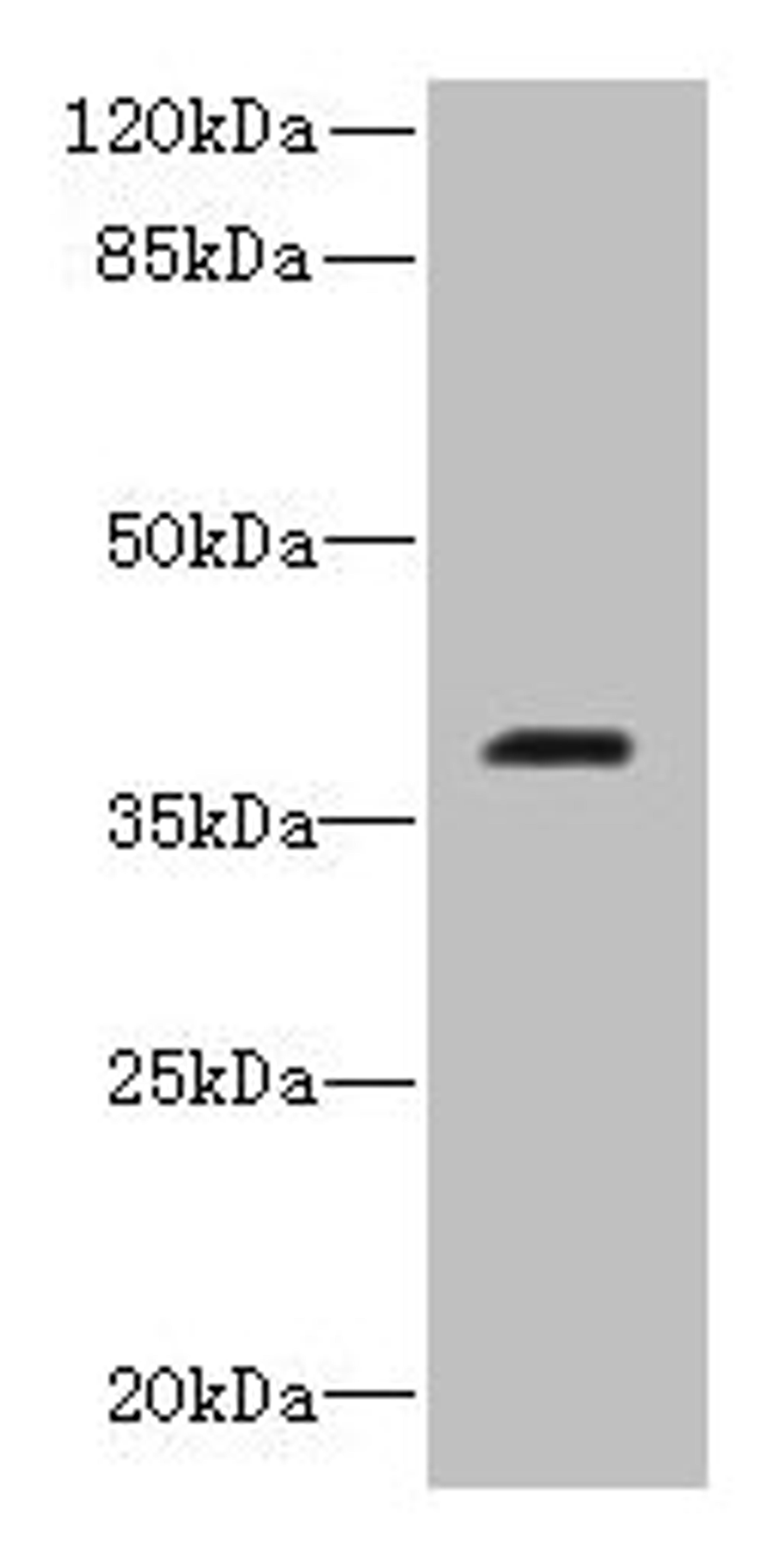 Western blot. All lanes: RIBC2 antibody at 0.8ug/ml + Caco-2 whole cell lysate. Secondary. Goat polyclonal to rabbit IgG at 1/10000 dilution. Predicted band size: 38 kDa. Observed band size: 38 kDa. 