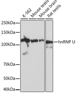 Western blot - hnRNP U Rabbit mAb (A4257)