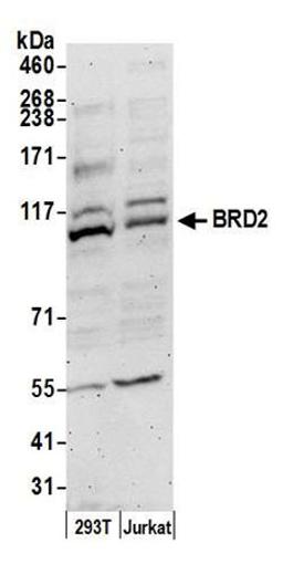 Detection of human BRD2 by western blot.