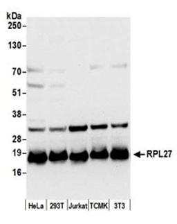 Detection of human and mouse RPL27 by western blot.