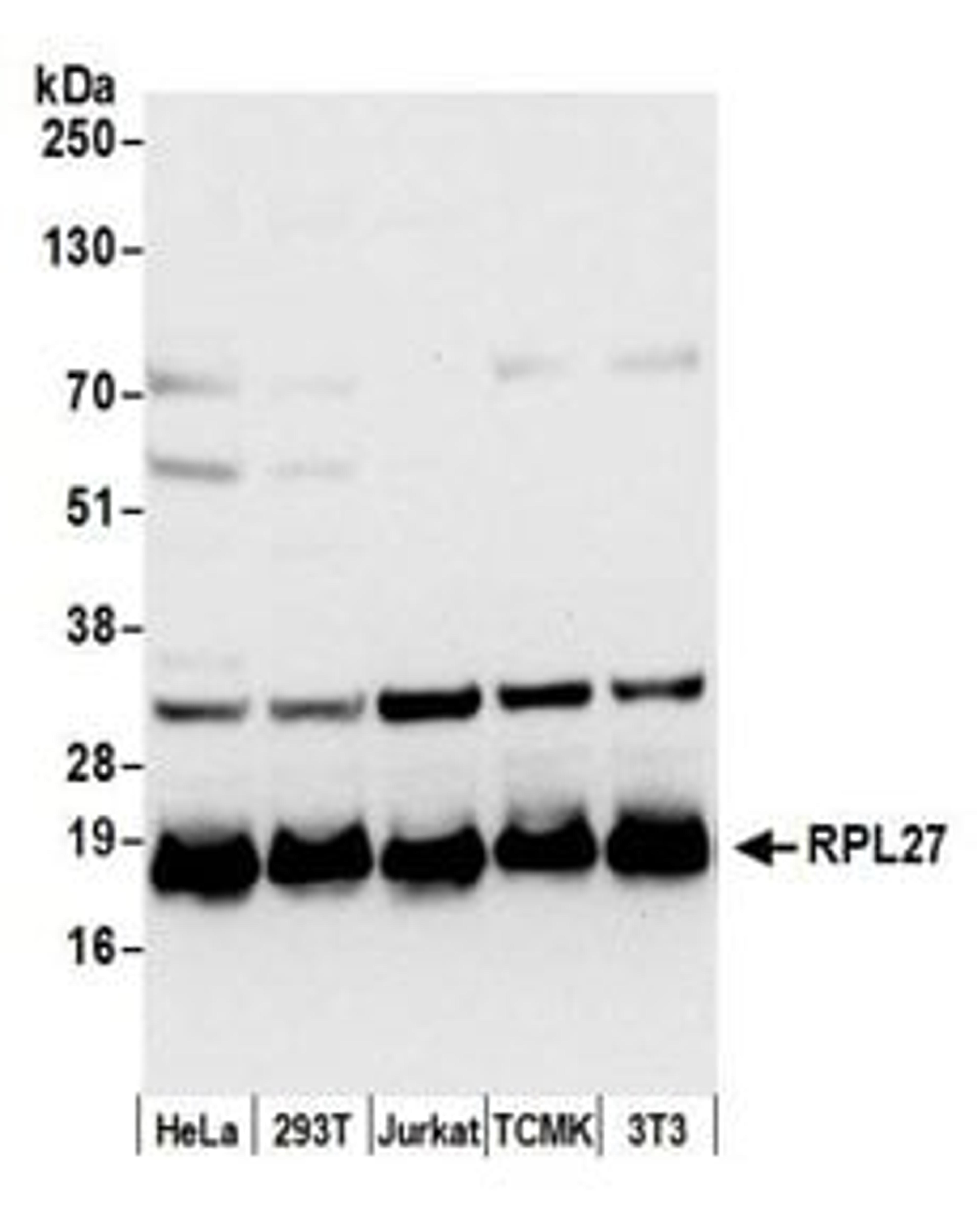 Detection of human and mouse RPL27 by western blot.