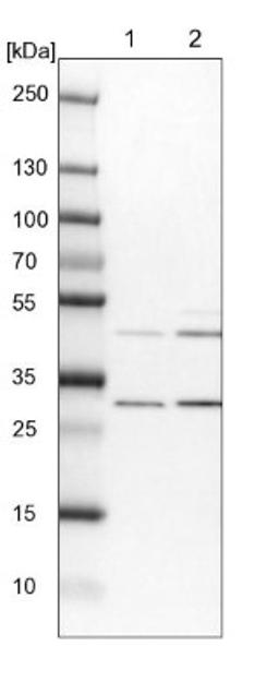 Western Blot: FAM53B Antibody [NBP1-88976] - Lane 1: NIH-3T3 cell lysate (Mouse embryonic fibroblast cells)<br/>Lane 2: NBT-II cell lysate (Rat Wistar bladder tumour cells)