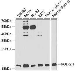 Western blot - POLR2H antibody (A13339)