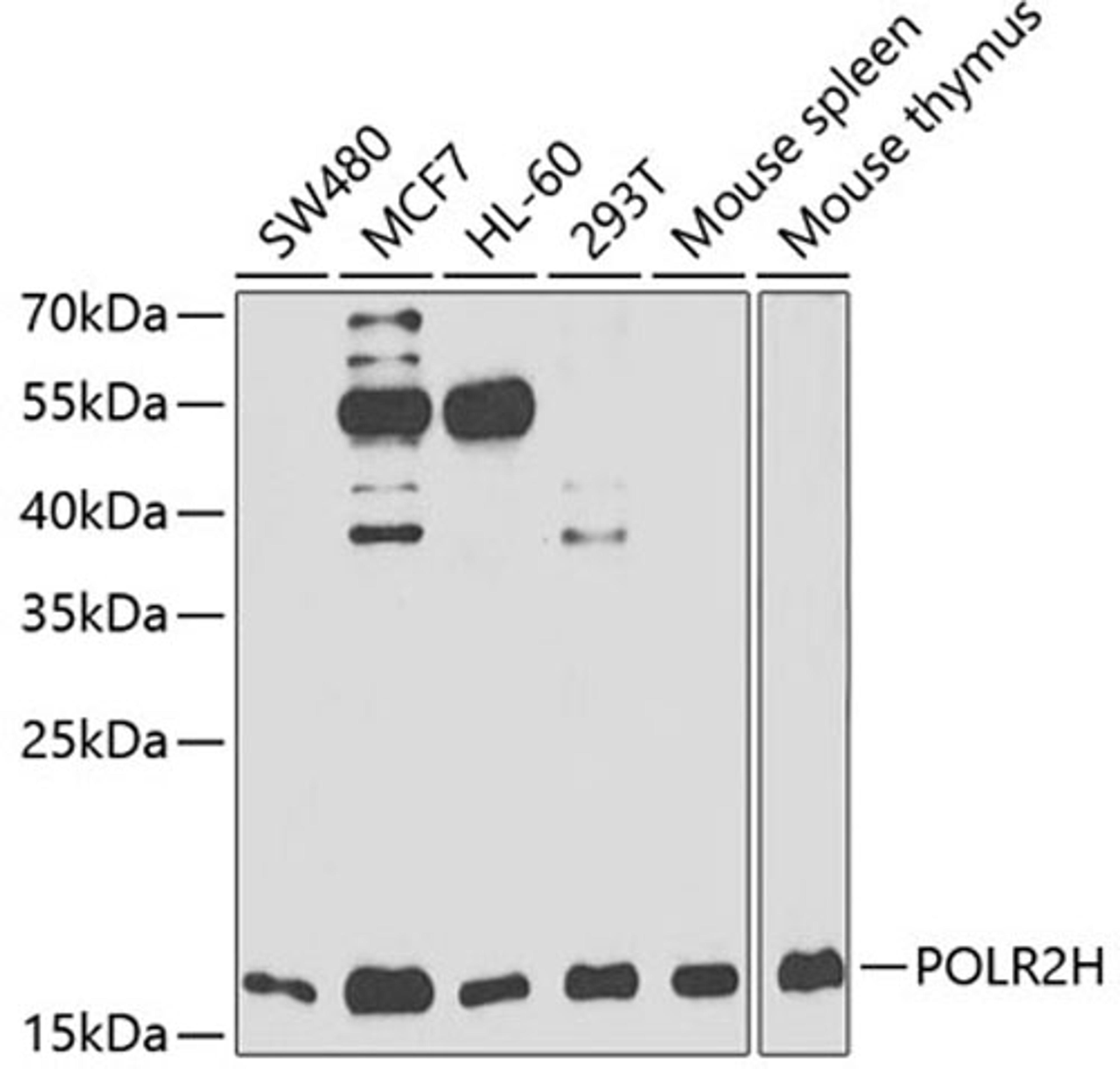 Western blot - POLR2H antibody (A13339)